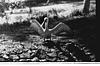 Pelican in Mysore Zoo, 1985