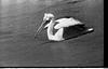 Pelican in Water, Mysore zoo, 1985