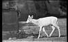 White deer, Mysore Zoo, 1985