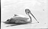 Pelican in Mysore zoo, 1985