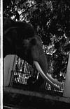 Indian elephant, Tusker, Mysore zoo, 1985