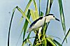 Night Heron (Nycrticorax nycticorax)