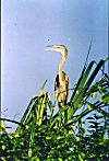 Grey Heron (Ardea cerea)