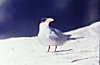 River Tern (Sterna aurantia)