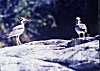 A Pair of Whiskered Terns