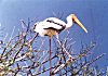 Painted stork, Mycteria Leucicephala 