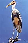 A Painted Stork