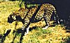 Cheetahs are a Leopard's Nearest Relatives