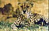 Cheetah is a grassland animal and it hunts during the day