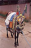 A bull in its wedding dress!