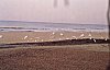 Migratory seagulls having a happy time