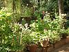 Plants at a Rural Home