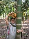 The Betel Palm Tree