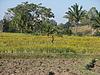 Organic Farm of Melkote