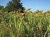 The Millet (Ragi) Fields