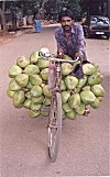 Tender coconuts being transported on a bicycle