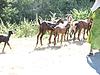 Goats Crossing the Highway