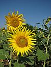 Sunflower in Bloom