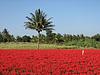 Indian Landscapes