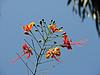 The Gulmohar Flower