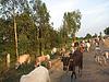 Cows Crossing the Highway