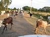 Cows Crossing Highway