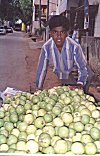 A Young Vendor of Young Guava Fruit