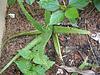 The Aloe Vera Plant