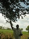 Man Picking Tamarind