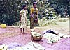 Roadside Vegetable Vendors