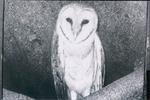 Kamat`s Animals