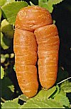 Ms. Carrot in search of a suitable mate