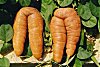 Carrots