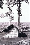 A Thatched Habitat