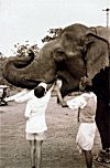 Vikas feeding an Elephant