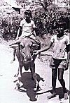 Boys taking turns to the joy ride the water buffalo