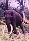 Lone Tusker, Badipur National  Park