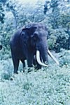 Lone Tusker, Bandipur National  Park