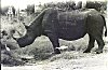 Rhinoceros, Mysore Zoo