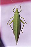 Long Mustached Grasshopper
