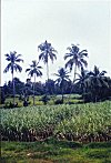 Sugarcane Fields on the Banks of Sharavati River