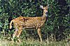 A Deer Roaming free in Bandipur National Park