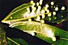 Plant Galls on Cinnamon Leaves 