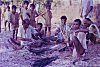 Tribals Making Festival Headgear from Bamboos