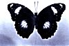 Spread Wings