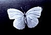 The Sulter Butterfly