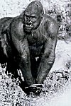 Sumati the Gorilla at the Mysore Zoo