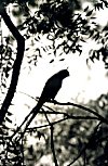 Parrot Eating Fruits on a Neem Tree