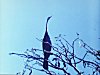 Dartar from Ranganatittu Birds Sanctuary