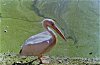 Pelican at Kokkare Belluru